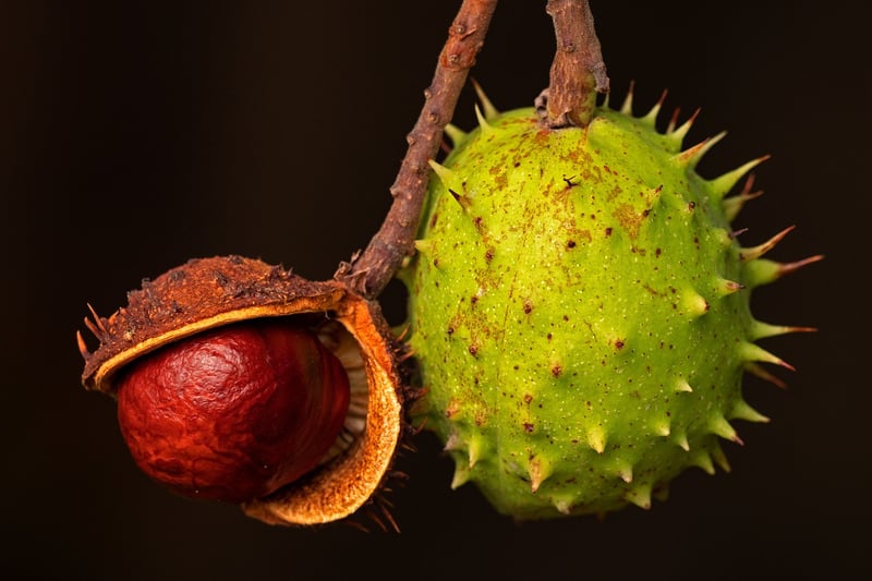 Tropical Fruits